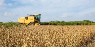 Nova soja convencional BRS 579 com tecnologia STS oferece escudo genético contra herbicidas e alta produtividade para produtores de Mato Grosso. Exportar ou parar, será que dá para a soja brasileira sobreviver ao EUDR em 2026?