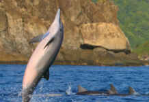 Brasil conquista o ‘Oscar’ do turismo sustentável com o Projeto Golfinho Rotador Foto: Embratur