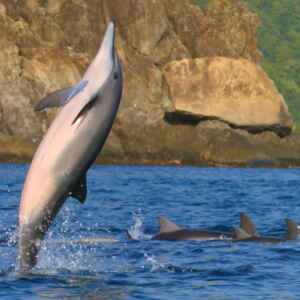 Brasil conquista o ‘Oscar’ do turismo sustentável com o Projeto Golfinho Rotador Foto: Embratur