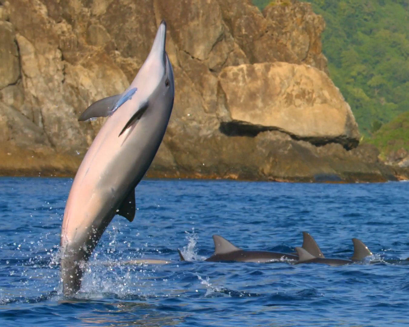 Brasil conquista o 'Oscar' do turismo sustentável com o Projeto Golfinho Rotador 2 Foto: Embratur