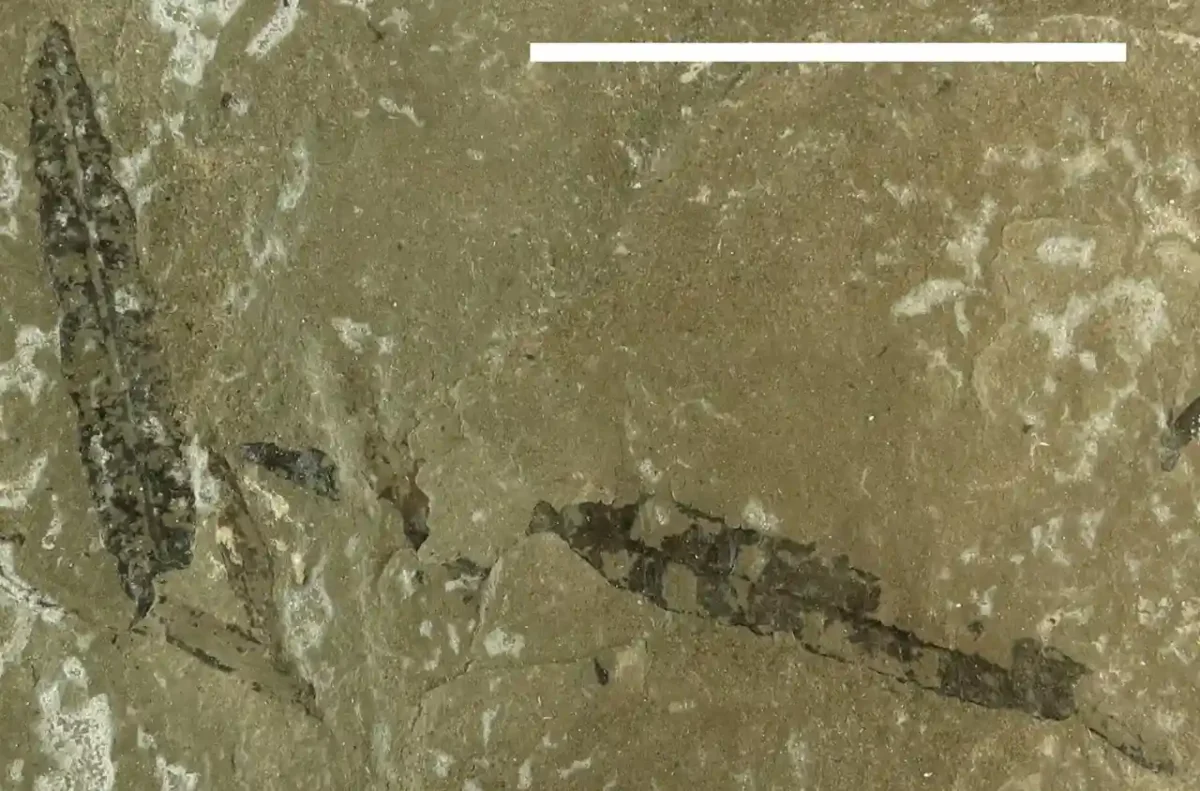 Folhas fossilizadas de Furcula granulifer do Triássico Superior da Groenlândia, as samambaias com sementes, já exibiam a nervação reticulada 