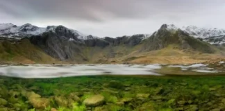 A primeira planta do mundo Há centenas de milhões de anos, algas semelhantes, podem ter dado início à evolução das plantas terrestres verdes