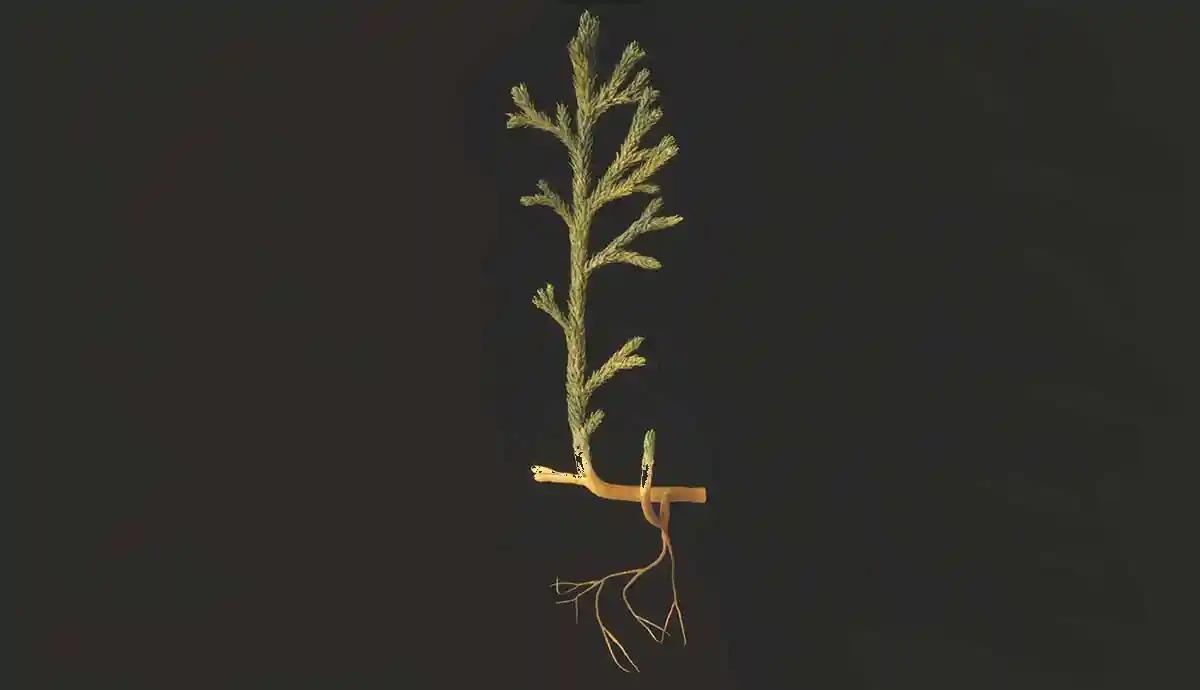 Há cerca de 420 milhões de anos, tecidos vasculares, permitiram que as plantas crescessem mais altas e fortes