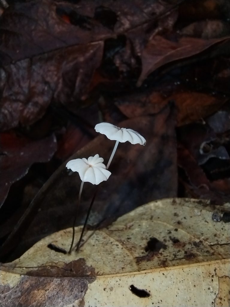 Foto: Sergio Santorelli Jr.