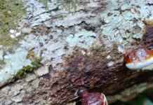 O tesouro oculto no solo: fungos da amazônia e a medicina Foto: Sergio Santorelli Jr.