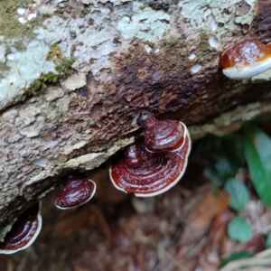 O tesouro oculto no solo: fungos da amazônia e a medicina Foto: Sergio Santorelli Jr.