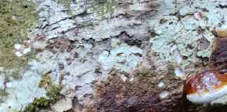 O tesouro oculto no solo: fungos da amazônia e a medicina Foto: Sergio Santorelli Jr.