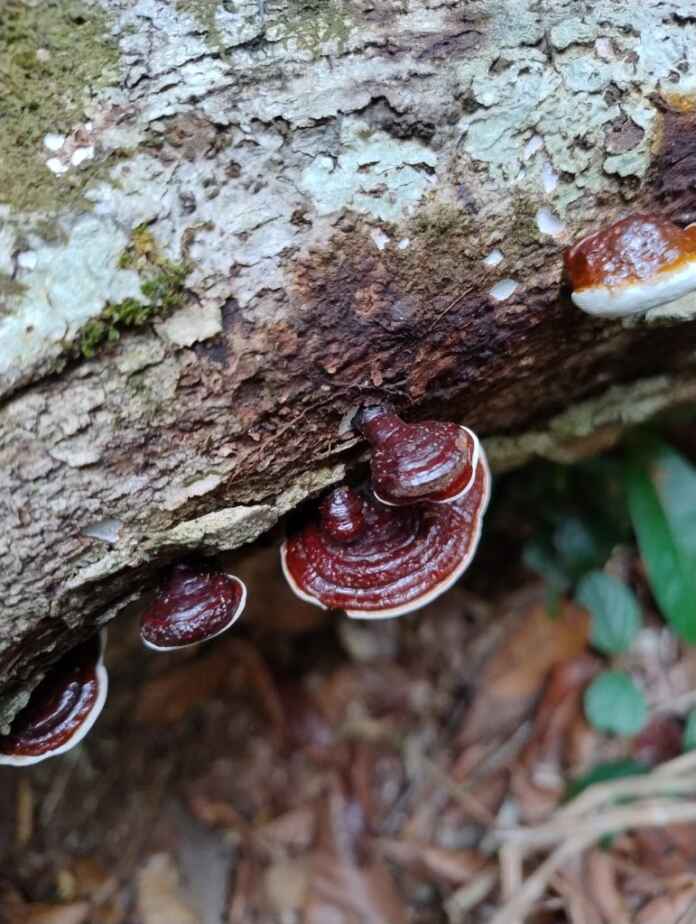 Foto: Sergio Santorelli Jr.