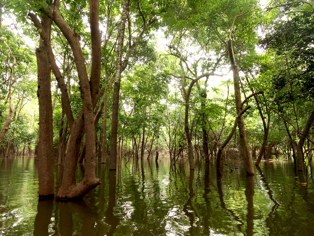 Reprodução - iguiecologia