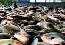 Multas para pesca ilegal de tambaqui no Amazonas podem chegar a R$ 100 mil