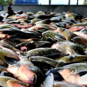 Multas para pesca ilegal de tambaqui no Amazonas podem chegar a R$ 100 mil