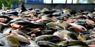 Multas para pesca ilegal de tambaqui no Amazonas podem chegar a R$ 100 mil