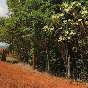 Labirinto regulatório coloca soja da Amazônia em xeque com novas regras europeias Labirinto regulatório coloca soja da Amazônia em xeque com novas regras europeias