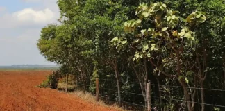 Labirinto regulatório coloca soja da Amazônia em xeque com novas regras europeias Labirinto regulatório coloca soja da Amazônia em xeque com novas regras europeias