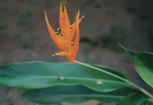 Un libro reúne 100 descubrimientos botánicos de la Amazonía Livro reúne 100 descobertas científicas sobre plantas da Amazônia