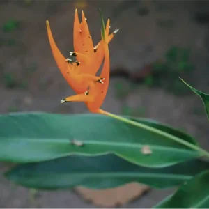 Naturalista lança livro com 100 descobertas científicas sobre a flora amazônica Livro reúne 100 descobertas científicas sobre plantas da Amazônia