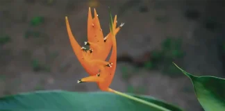 Naturalista lança livro com 100 descobertas científicas sobre a flora amazônica Livro reúne 100 descobertas científicas sobre plantas da Amazônia