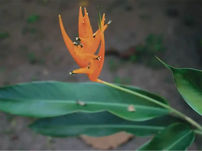 Livro reúne 100 descobertas científicas sobre plantas da Amazônia