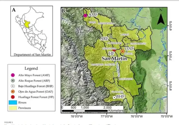 Maiores árvores da Amazônia enfrentam a maior ameaça dos humanos 4 Mapa dos locais de estudo. Localização da área de estudo na Amazônia peruana. (A) país e (B) região