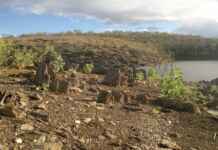 Crise climática altera química de plantas medicinais e ameaça curas no Cerrado Foto: Ricardo Delegado