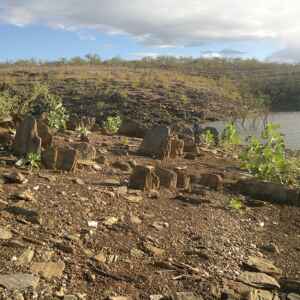 Crise climática altera química de plantas medicinais e ameaça curas no Cerrado Foto: Ricardo Delegado