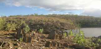 Crise climática altera química de plantas medicinais e ameaça curas no Cerrado Foto: Ricardo Delegado