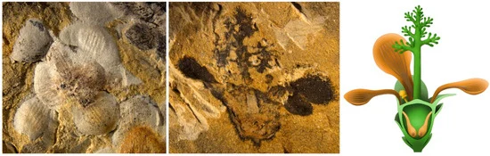 Nanjinganthus dendrostyla, uma angiosperma jurássica da China, com ovário ínfero e estilo dendroide, confirma a existência pré-cretáceo de angiospermas. Cortesia de Fu et al