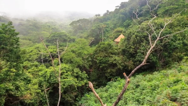 Nos trópicos, a intensidade da cor verde da vegetação varia pouco. A foto mostra uma floresta tropical perene na Sierra Nevada, ColômbiaMudança inesperada para o norte