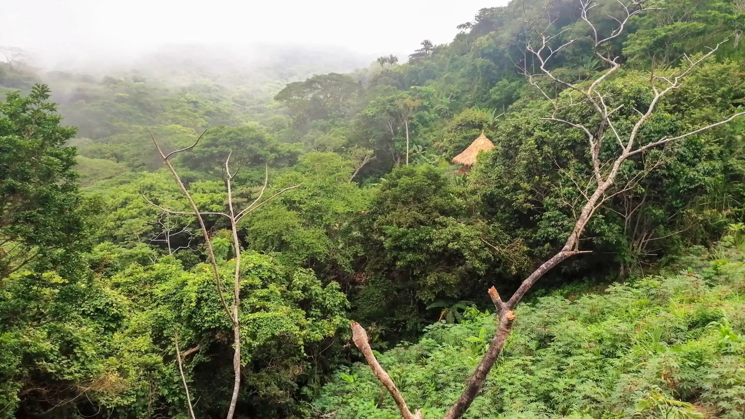 Nos trópicos, a intensidade da cor verde da vegetação varia pouco. A foto mostra uma floresta tropical perene na Sierra Nevada, Colômbia Mudança inesperada para o norte