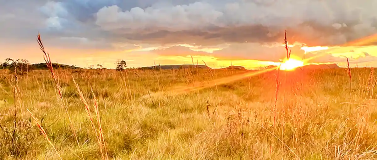 O Cerrado é o segundo maior bioma do Brasil presente em 16 estados e no Distrito Federal