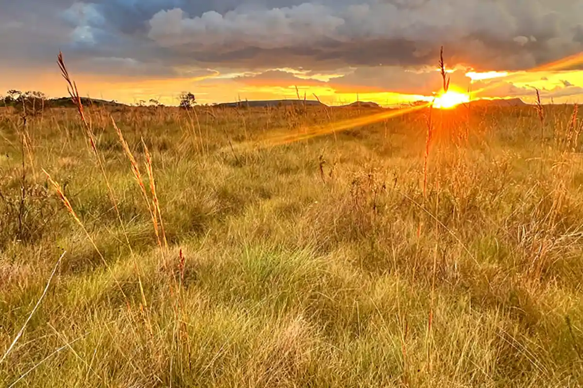 O cerrado, segundo maior bioma da América do Sul, é uma vasta savana — a mais biodiversa do mundo e conhecido como “berço de águas”