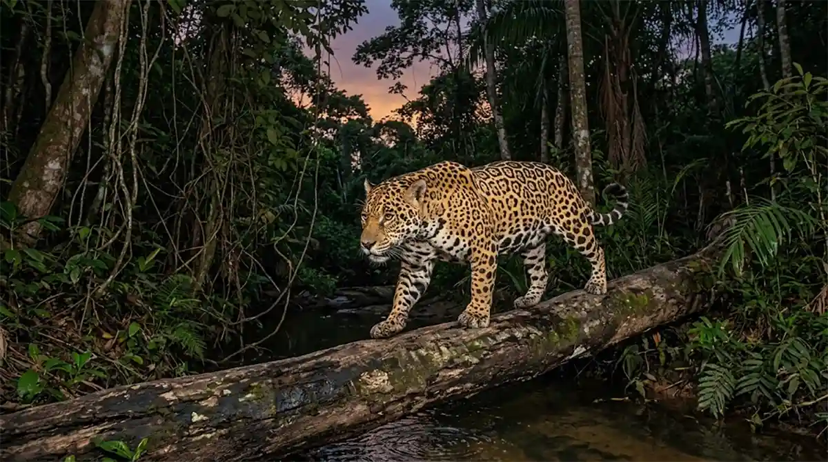 O Mapa Secreto das Fronteiras Selvagens e a Nova Estrada das Onças 1 O Mapa Secreto das Fronteiras Selvagens e a Nova Estrada das Onças