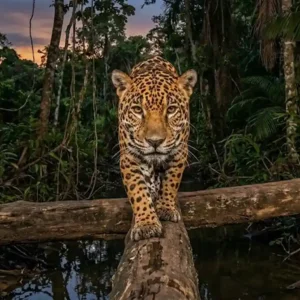 O Mapa Secreto das Fronteiras Selvagens e a Nova Estrada das Onças O Mapa Secreto das Fronteiras Selvagens e a Nova Estrada das Onças