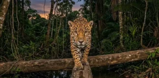 O Mapa Secreto das Fronteiras Selvagens e a Nova Estrada das Onças O Mapa Secreto das Fronteiras Selvagens e a Nova Estrada das Onças