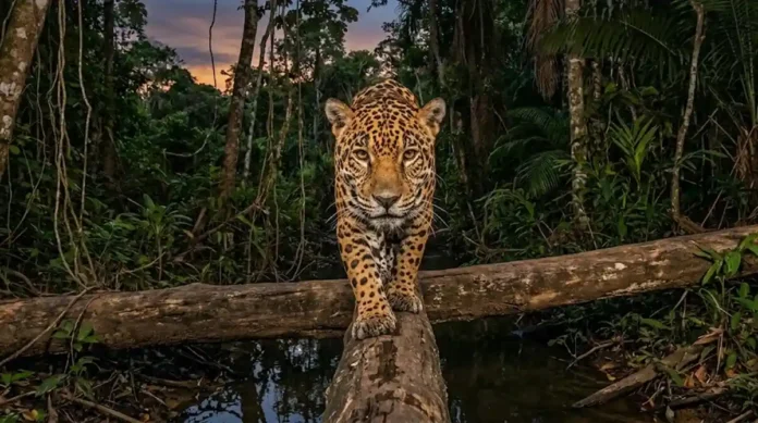 O Mapa Secreto das Fronteiras Selvagens e a Nova Estrada das Onças O Mapa Secreto das Fronteiras Selvagens e a Nova Estrada das Onças