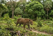 El Pantanal revive: especies raras vuelven a un territorio que se creía perdido O Pantanal renasce com a volta de espécies raras hoje