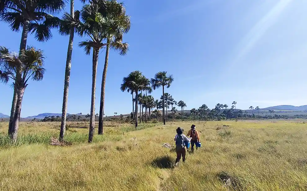 O carbono esquecido debaixo do Cerrado. Altos estoques de carbono no Cerrado Veredas de solo profundos, incluindo camadas com mais de 1,6 m de profundidade. Na pesquisa inédita liderada pela ecóloga Larissa Verona, mestre em Biologia Vegetal pela Unicamp, é mostrado que Veredas e campos úmidos do bioma Cerrado. armazenam até oito vezes mais carbono por hectare do que a Amazônia