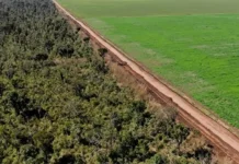 El fin de la Moratoria de la Soja pone a la Amazonía en riesgo de deforestación O fim da Moratória da Soja e o risco de um novo ciclo de destruição na Amazônia