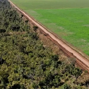 O fim da Moratória da Soja e o risco de um novo ciclo de destruição na Amazônia O fim da Moratória da Soja e o risco de um novo ciclo de destruição na Amazônia