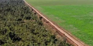O fim da Moratória da Soja e o risco de um novo ciclo de destruição na Amazônia O fim da Moratória da Soja e o risco de um novo ciclo de destruição na Amazônia