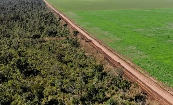 El fin de la Moratoria de la Soja pone a la Amazonía en riesgo de deforestación