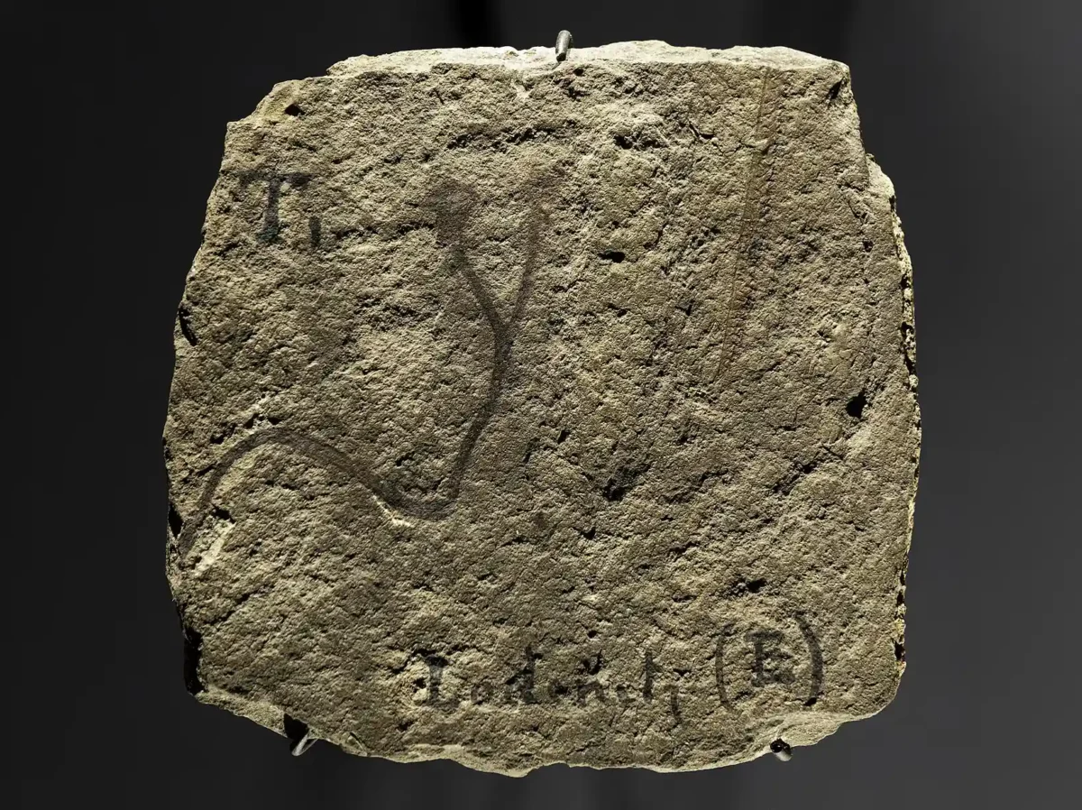 O fóssil em forma de Y nesta rocha é uma Cooksonia barrandei, a planta terrestre mais antiga do mundo (com 432 milhões de anos), que pode ser vista no Museu Nacional de Praga, na República Tcheca