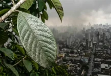 El enemigo invisible que viaja en el aire y decide el futuro de la Amazonía O inimigo invisível que viaja no ar e como ele dita o futuro da Amazônia
