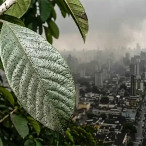 O inimigo invisível que viaja no ar e como ele dita o futuro da Amazônia