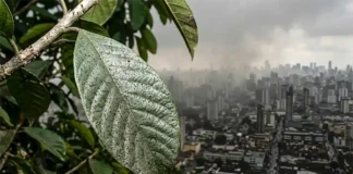 O inimigo invisível que viaja no ar e como ele dita o futuro da Amazônia