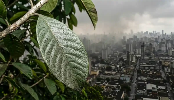El enemigo invisible que viaja en el aire y decide el futuro de la Amazonía