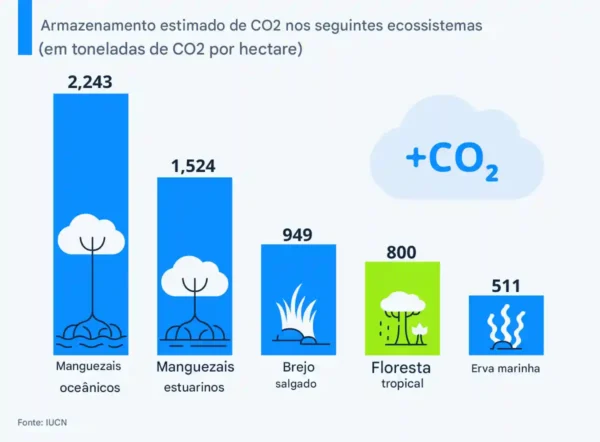 Maiores árvores da Amazônia enfrentam a maior ameaça dos humanos 5 O porque da necessidade urgente de preservar os sumidouros de carbono na Amazônia