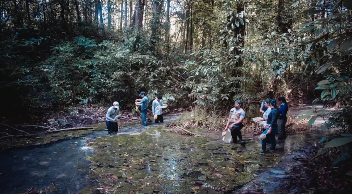 O que acontece com a sua vida se a floresta amazônica parar de respirar