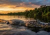 O retorno silencioso do jacaré-açu no Rio Negro reacende esperança na Amazônia O retorno silencioso do jacaré-açu no Rio Negro reacende esperança na Amazônia