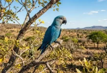 El guacamayo de Spix vuelve a volar en el sertón de Bahía uma ararinha-azul pousada majestosamente num galho de caraibeira. A luz do sol realça a sua plumagem vibrante e as cores do sertão baiano, criando uma cena que é ao mesmo tempo bela e esperançosa
